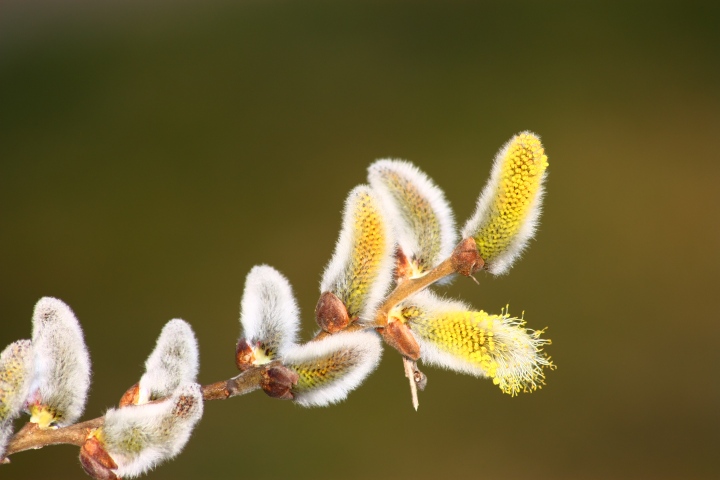 infiorecenza di salix sp?